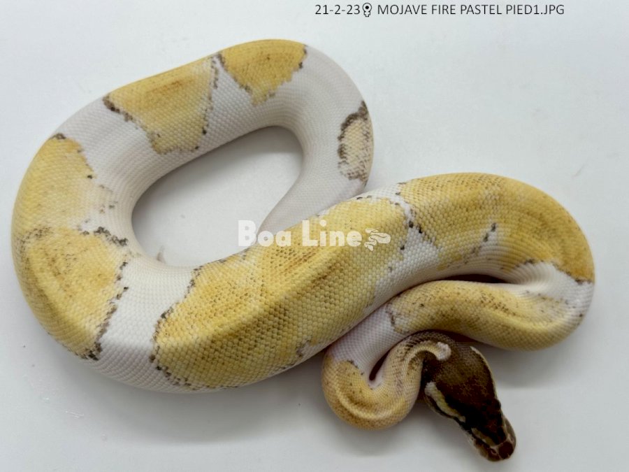 MOJAVE FIRE PASTEL PIED